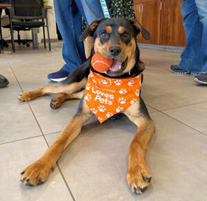 A cheerful black-and-tan dog lies on a tiled floor with a tennis ball in its mouth, wearing an orange “Subaru Loves Pets” bandana.