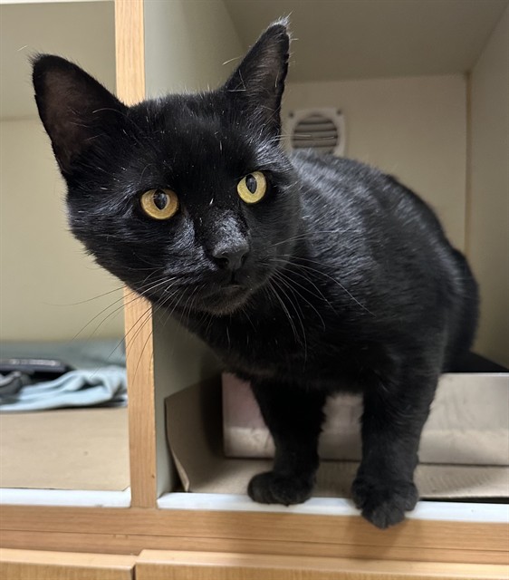 A sleek black cat with bright golden eyes stands in a wooden cat kennel, gazing curiously at the camera.