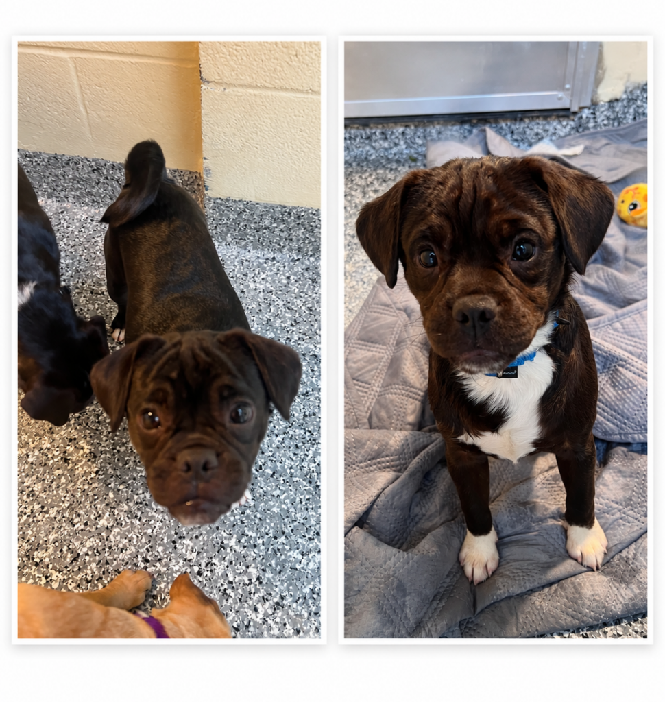 Two photos of an alert brown-and-black puppy: first standing among other puppies on a speckled floor, then posing on a gray blanket, looking curious and sweet.