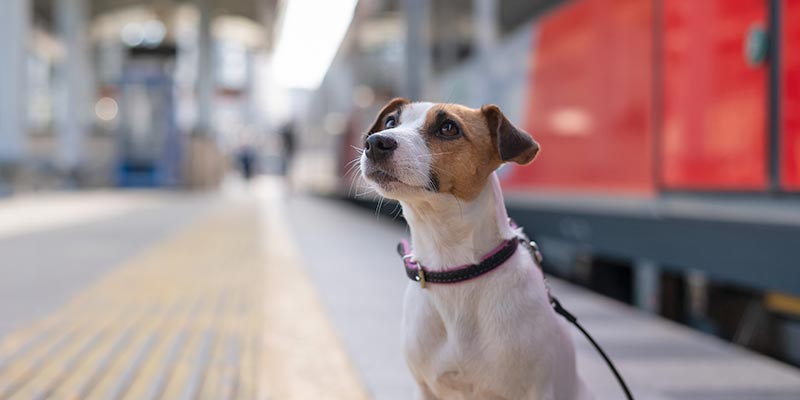 A small brown-and-white dog in a black harness sits on a train platform, looking alert beside a red train.