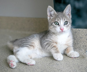 A curious gray-and-white tabby kitten reclines on a concrete ledge, looking toward the camera with bright eyes and a calm, playful expression.