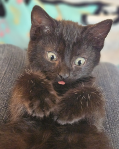 A fluffy dark kitten curls its front paws beneath its chin, staring wide-eyed at the camera with a tiny pink tongue showing; playful, cozy mood.