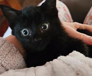 A wide-eyed black kitten peeks from a soft tan blanket as a hand gently pets her back.