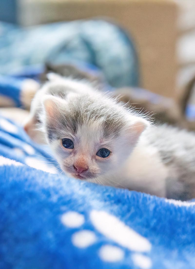 A tiny white-and-gray kitten with blue eyes peeks over a bright blue blanket, looking curious and gentle in a cozy indoor setting.