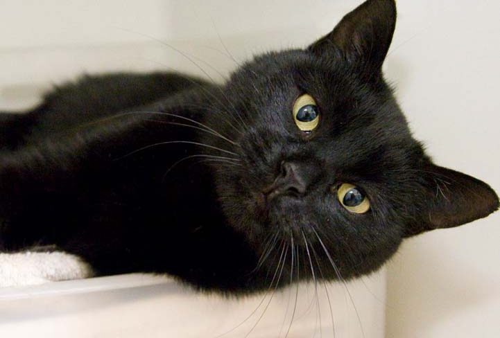 A sleek black cat lounges on a white surface, head tilted toward the camera with bright amber eyes and a curious, relaxed expression.
