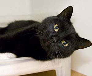national-black-cat-day-blog-thumb-v2