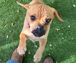 A wrinkly tan puppy with a dark muzzle looks up curiously on green grass, resting its paws against a person’s leg and shoes; playful, endearing mood.