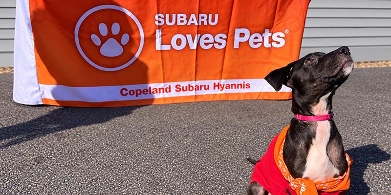 A black-and-tan dog in a red dog sweater looks up beside an orange “Subaru Loves Pets” banner at a sunny dealership event.